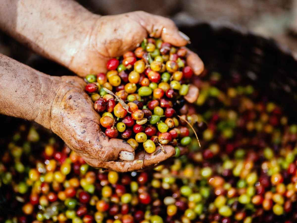 Coffee the sustainability&nbsp;pioneer